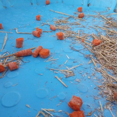 Close up of carrot chunks against blue plastic background.