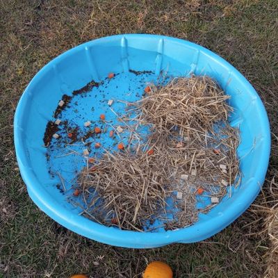 Kiddie pool halfway through setup of straw and pumpkin forage pile horse enrichment for fall, showing treats at bottom of pool.