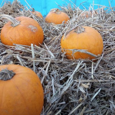 Close up of small pumpkins in straw.