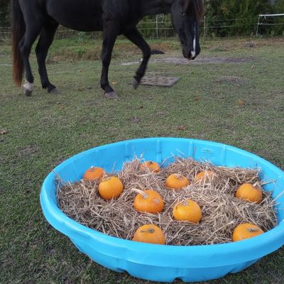 A horse approaches a blue kiddie pool full of fall horse enrichment treats