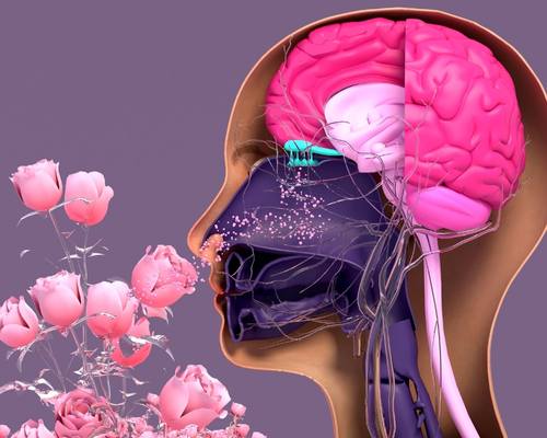 Computer generated illustration of human olfactory system and brain