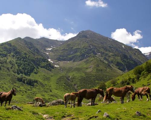 Horses in natural pasture against mountain backgrounds, illustrating animals that do not require scent enrichment