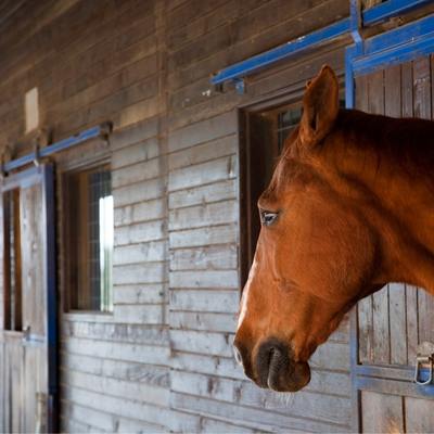 A chestnut horse with ears back against a wood horse stall background.