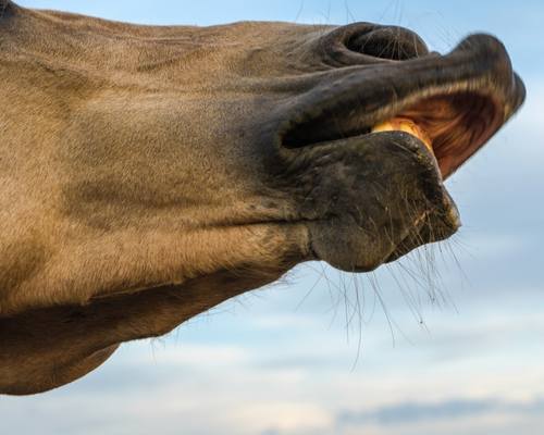 Horse displaying lip curl Flehmen response to scent enrichment for horses