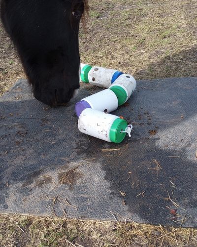 A horse uses the DIY treat train enrichment puzzle feeder on a rubber mat in a pasture.