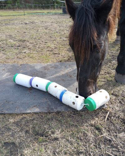 A horse using the DIY treat train puzzle feeder on a black rubber mat outdoors in pasture.