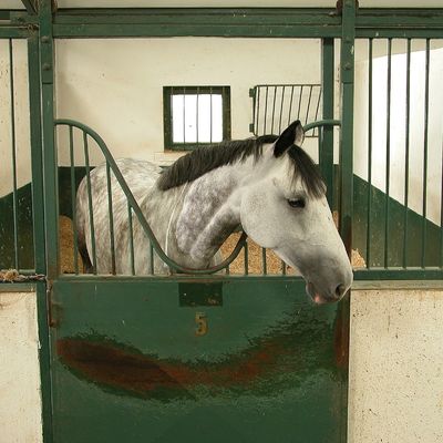 A grey horse seen head on in an empty stall showing no equine enrichment.