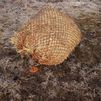 A hay net tied to an orange ground anchor showing a good equine enrichment forage solution for busy equestrians.