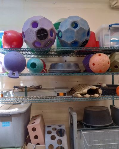 Animal enrichment items stored on shelves with tidy organization. 