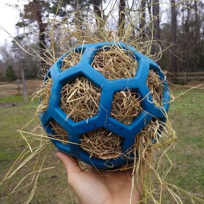 Play items, slow feeders and puzzle feeders like this Hol-ee Roller from JW pets filled with hay are enrichment for horses. 