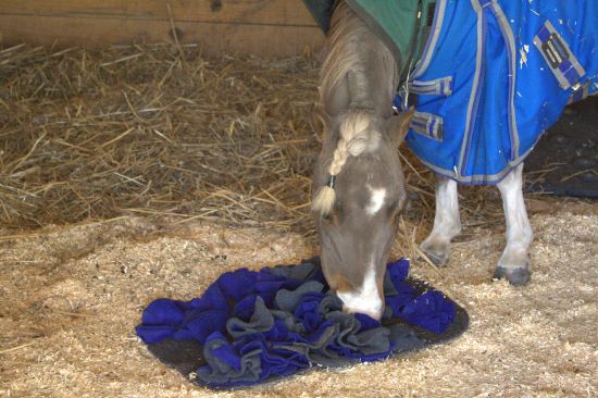 A miniature horse makes use of enriched stall containing a dark blue snuffle mat.