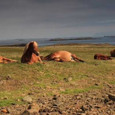 Wild horses sleeping and resting in a seaside environment.
