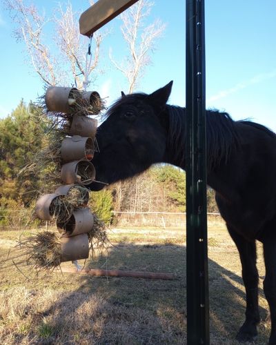 A black horse plays with a cardboard tube treat toy hanging from a toy post.