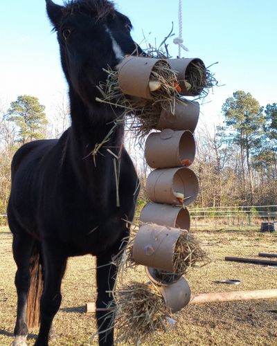 A horse from front playing with DIY cardboard tube treat toy enrichment item in a pasture.