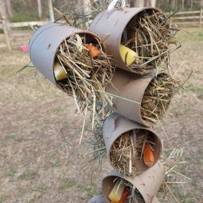 Close up of DIY horse enrichment made from cardboard tubes on a rope, with timothy hay, apples, and carrots. 
