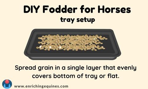 Graphic showing how to space seeds in DIY fodder for horses production. The seeds are evenly spaced in the tray.