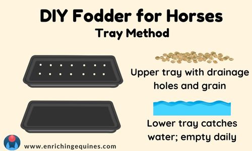 Graphic showing production of DIY fodder for horses. Two nested drain trays are represented in the graphic. 