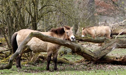 Wild Przewalskis horses in an outdoor, complex environment with trees. 