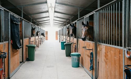 A barn aisle with horses heads sticking out of barred stalls.