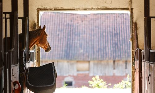A horse confined to a stall looks out into the barn aisle toward the open door.