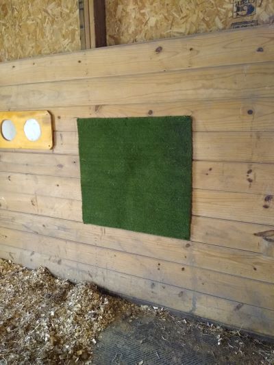 Enriched stalls for horses show scratch pads like this rough stadium turf panel on a stall wall.