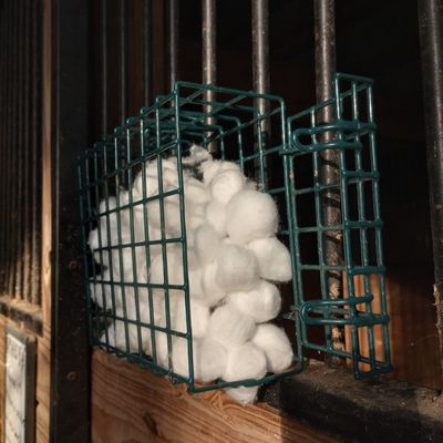 Scent enrichment on side of horse stall, filled with cotton balls and attached to stall bars.