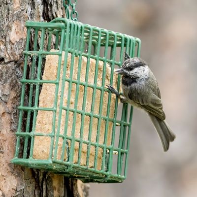 Image of suet cage with bird perching on side. 