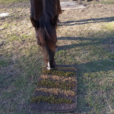 A horse quietly eating from an Astroturf floor mat covered in horse feed. 