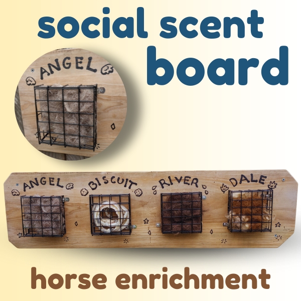 Blog post hero image with pale cream gradient background and blue text. Text reads: Social Scent board. Horse enrichment. Two inset images of herd scent board for horses, close up and whole board. 