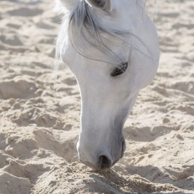 A grey horse head sniffing sandy ground.