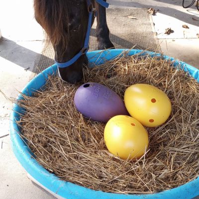Black gelding plays with DIY Easter egg basket for horses.