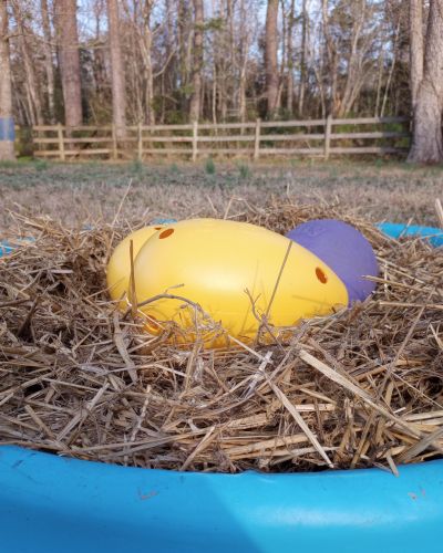Yellow plastic egg in a bed of straw.