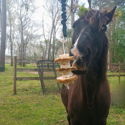 A black horse sniffs a DIY horse enrichment toy made from rice cakes.