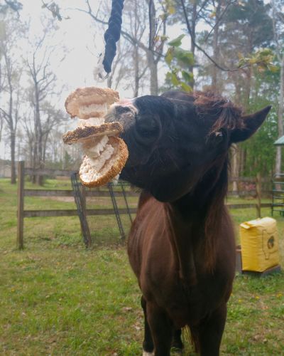 A horse plays with a DIY equine enrichment item made from rice cakes.