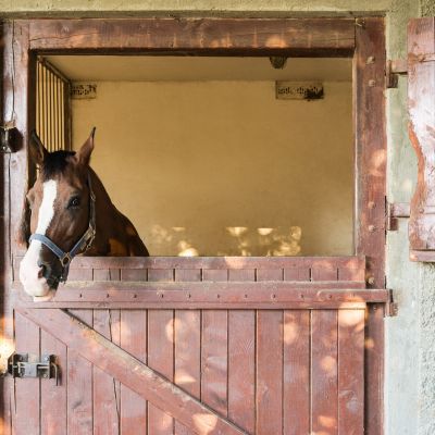A horse's head seen from outside a bare stall.