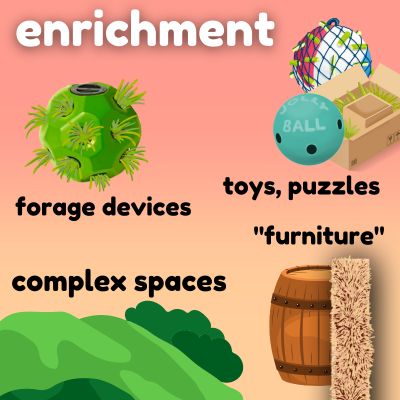 Graphic describing horse enrichment. Soft salmon pink background with whit text reads: enrichment. Beneath, digital illustrations with black text showing horse toys, horse puzzles, forage devices, complex spaces and horse pasture furniture.