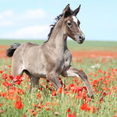 A grulla foal trotting in a field of red flowers.