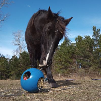 A black gelding plays with a blue ball for horse enrichment. 