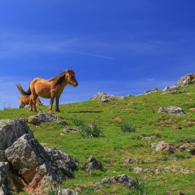 A horse standing in a rugged grassy pasture full of large boulders against a blue sky.