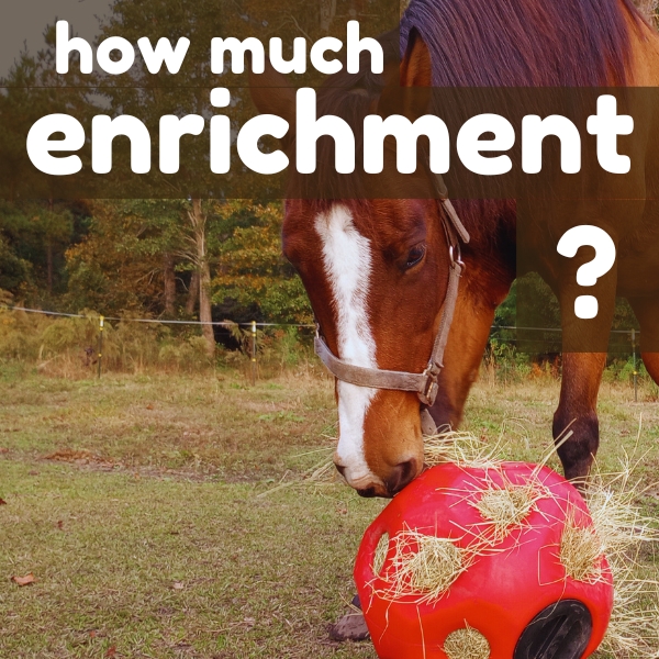 Blog hero image shows a bay mare horse eating from a Hay Play ball full of hay in a pasture. Overlaid white text reads: how much enrichment?